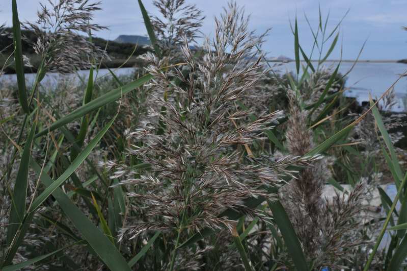 Canna palustre? - Phragmites australis